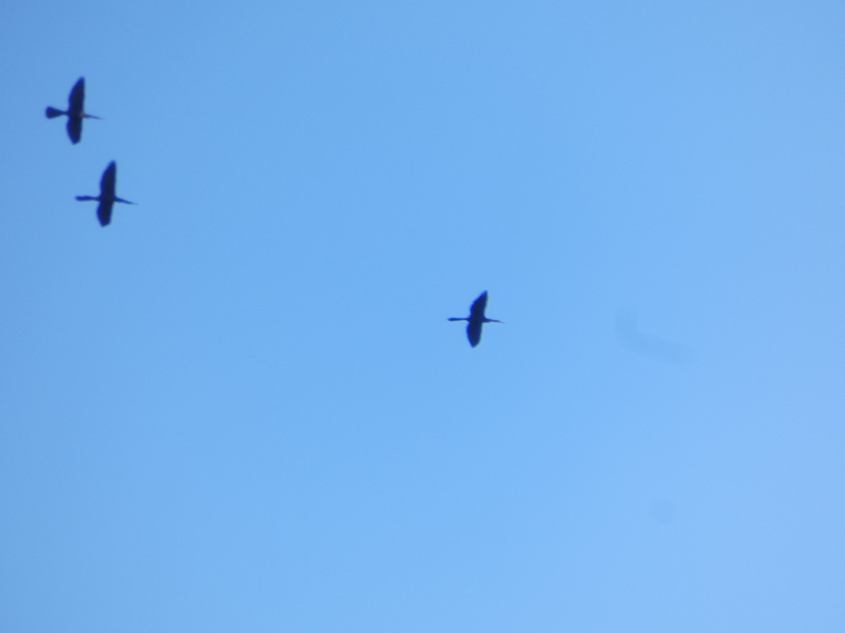 Amerika-Schlangenhalsvogel - ML641134999