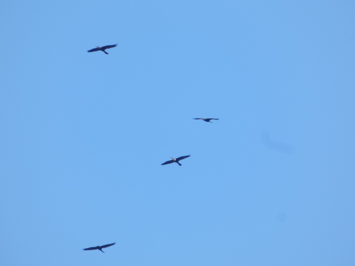 Amerika-Schlangenhalsvogel - ML641135000