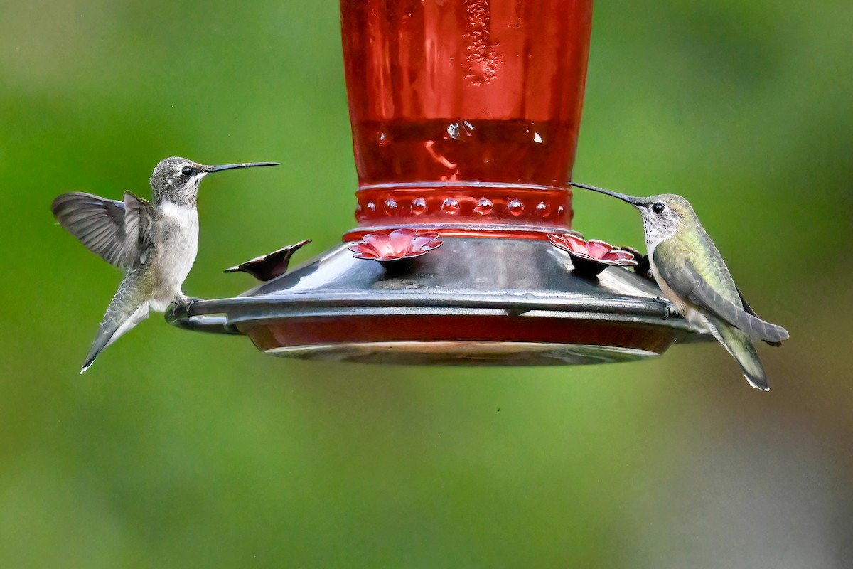 Black-chinned Hummingbird - ML641135055