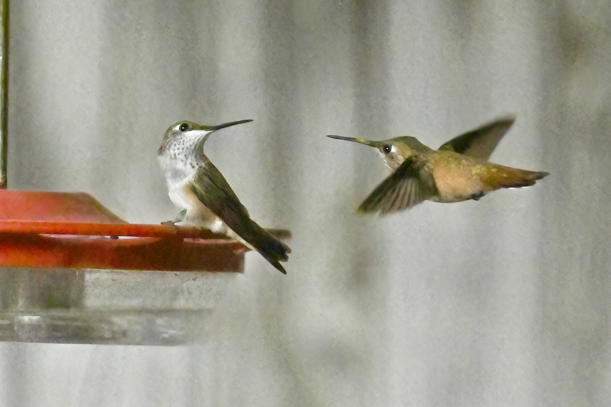 Rufous Hummingbird - ML641135067