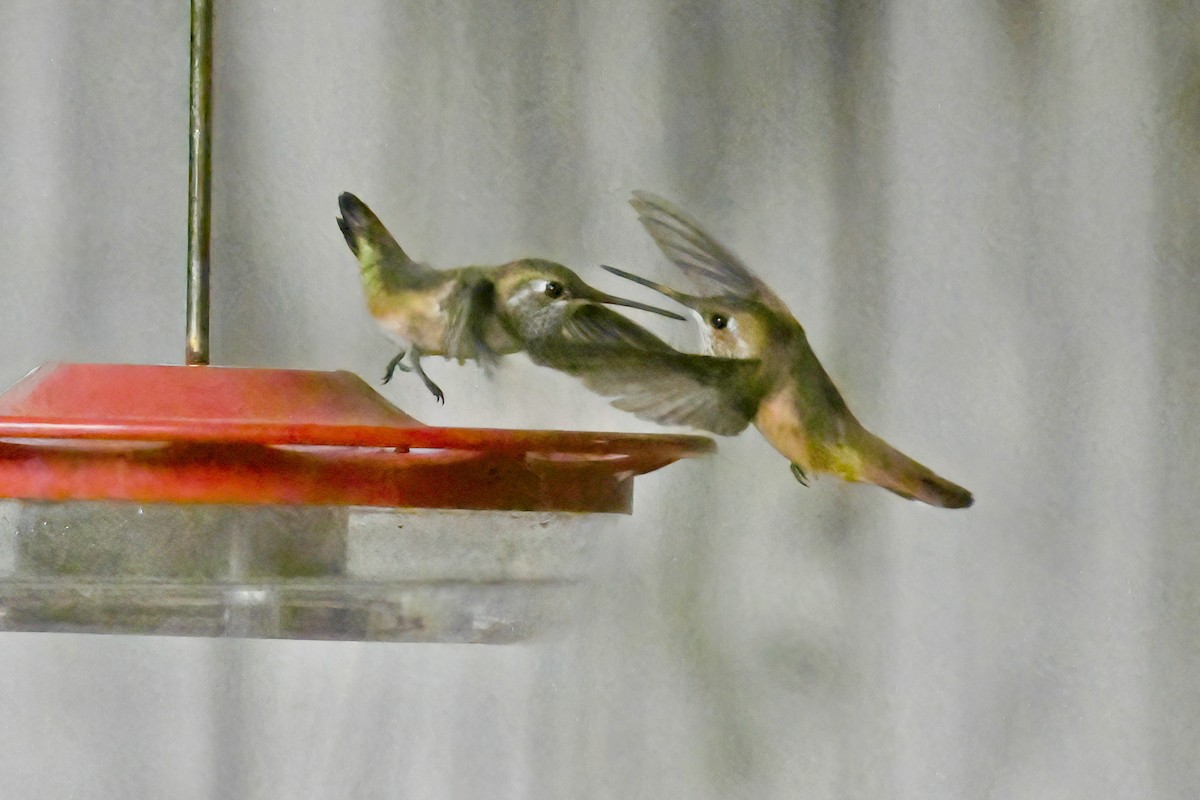 Rufous Hummingbird - ML641135068