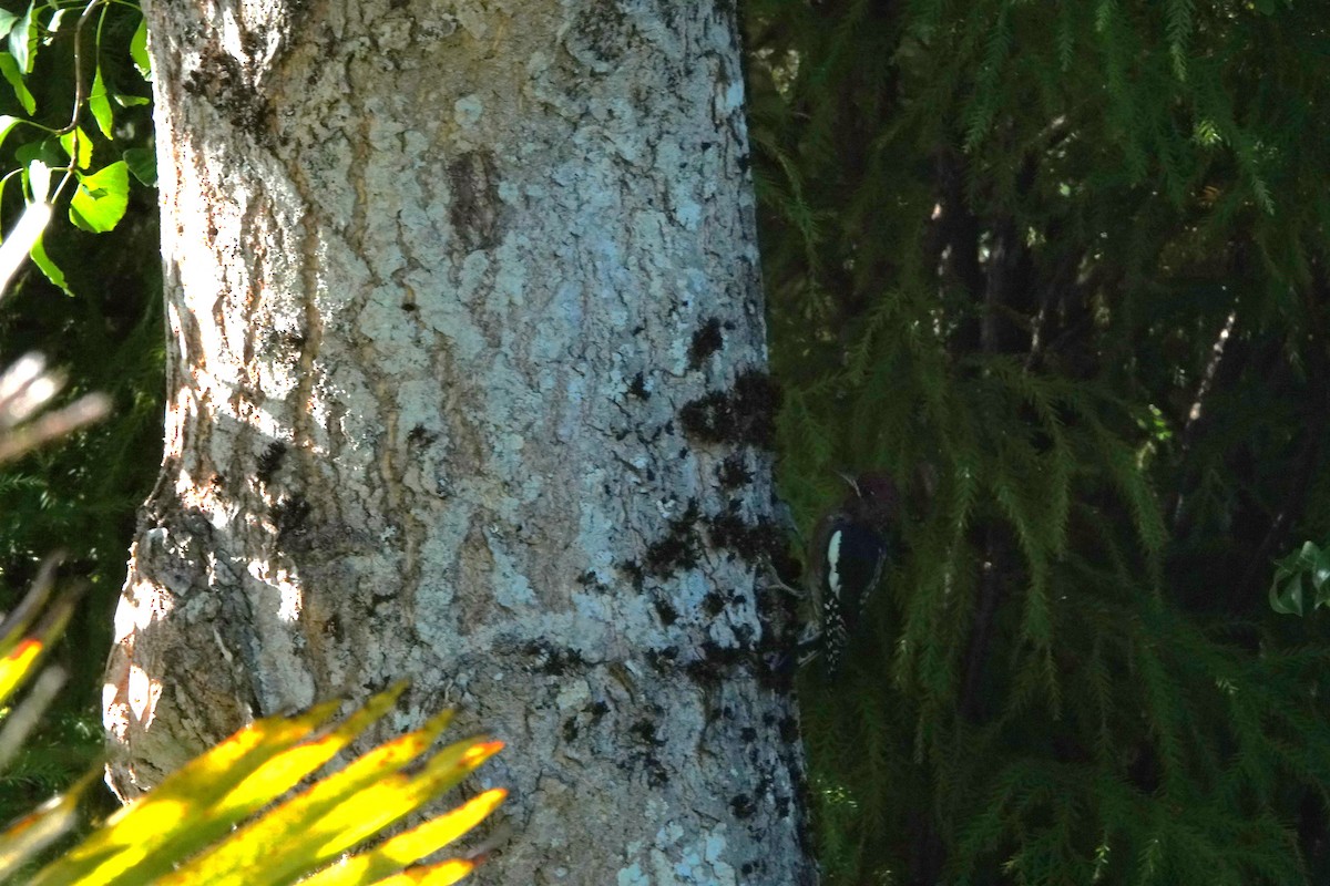 Red-breasted Sapsucker - ML641135069