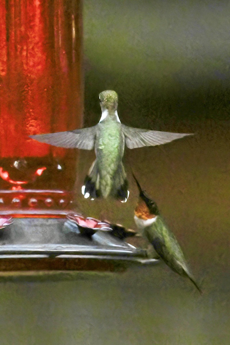 Ruby-throated Hummingbird - ML641135077