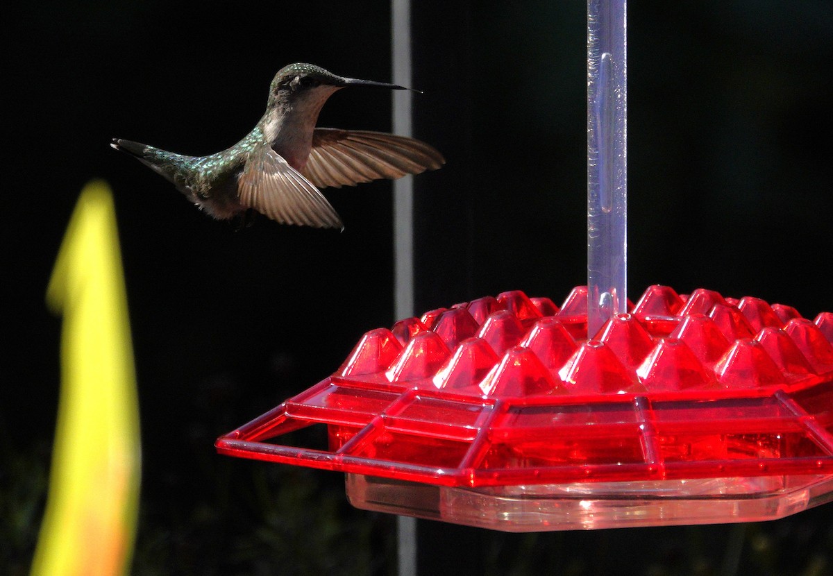 Ruby-throated Hummingbird - ML641135083