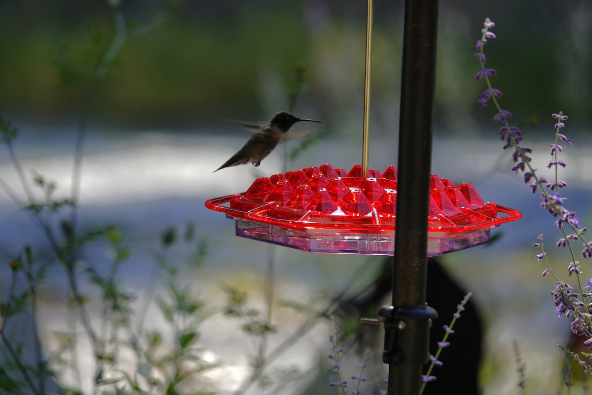 Ruby-throated Hummingbird - ML641135084