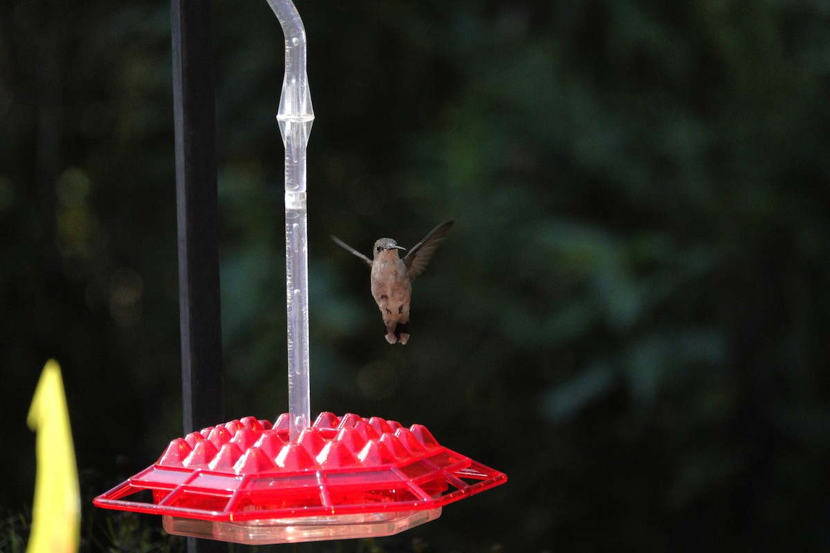 Ruby-throated Hummingbird - ML641135087