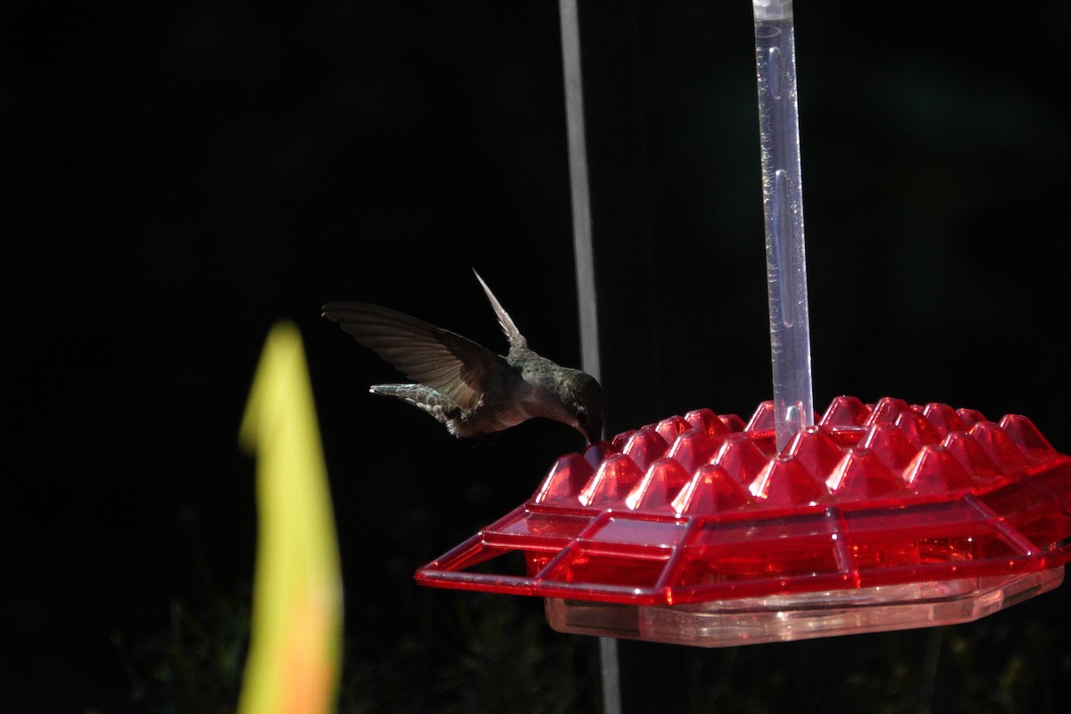 Ruby-throated Hummingbird - ML641135088