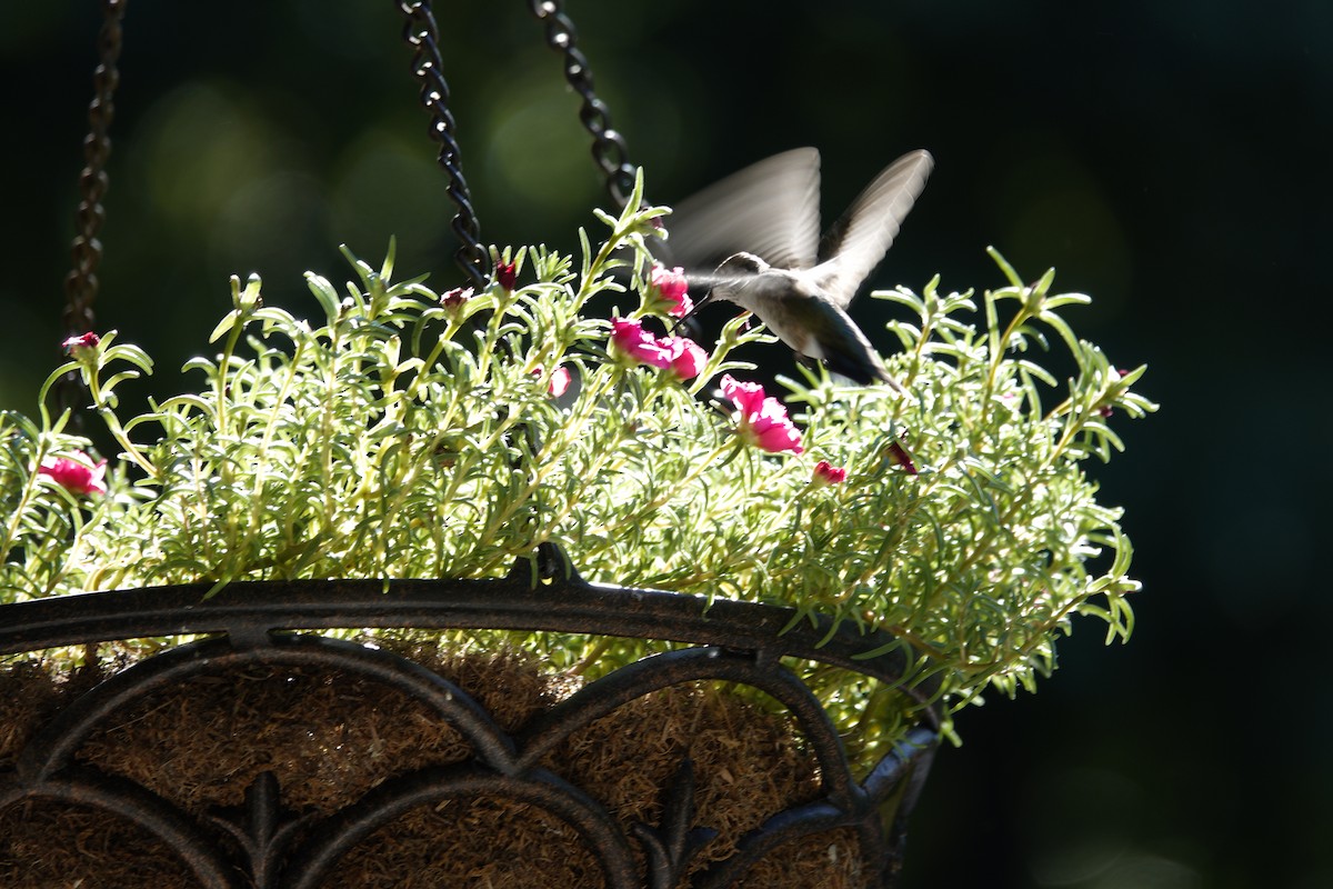 Ruby-throated Hummingbird - ML641135090