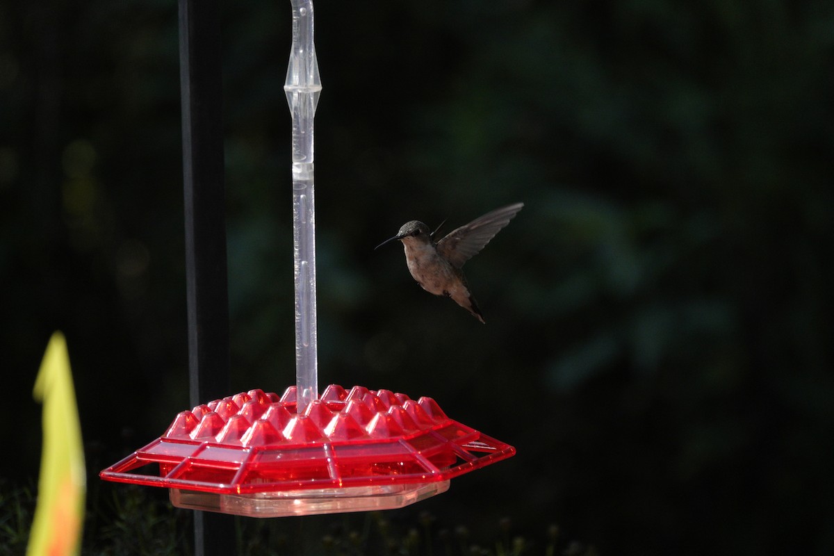 Ruby-throated Hummingbird - ML641135091