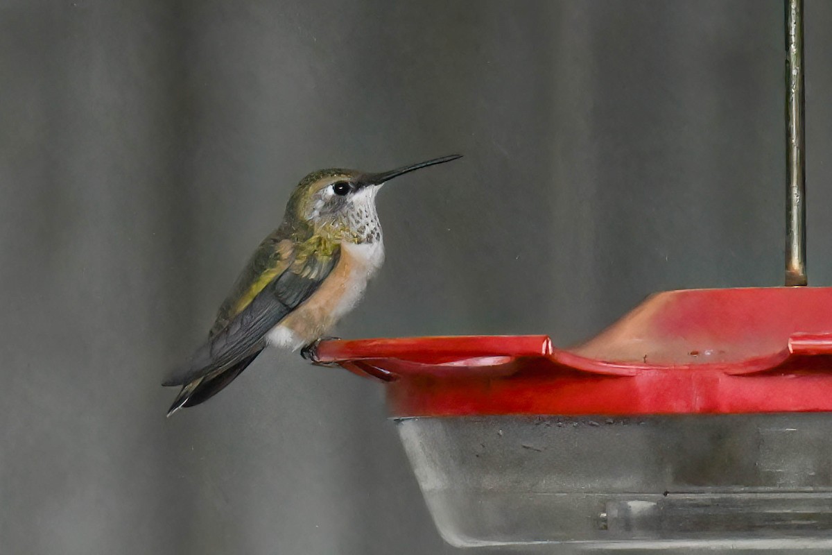 Broad-tailed Hummingbird - ML641135096