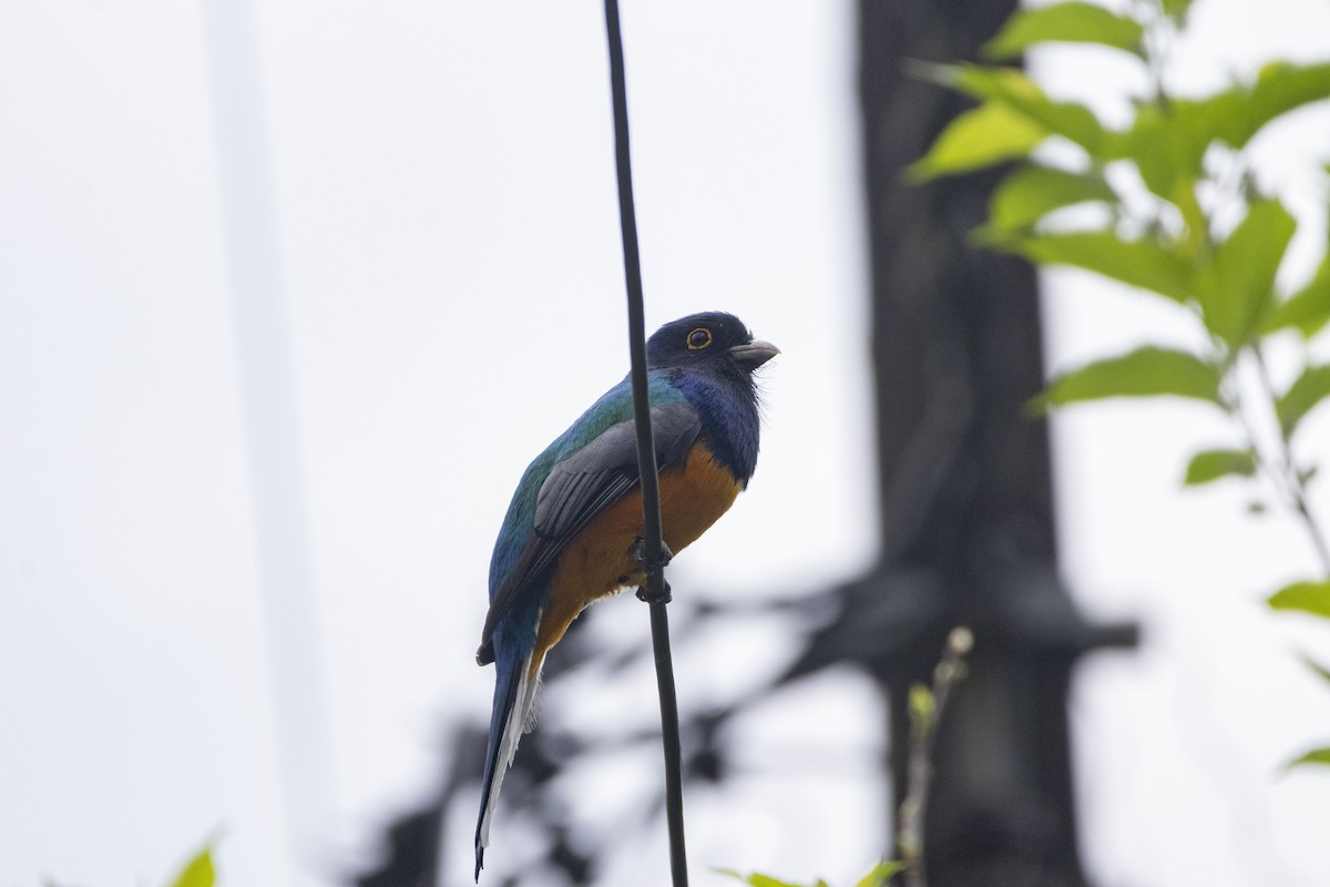 Trogon surucua - ML641135141