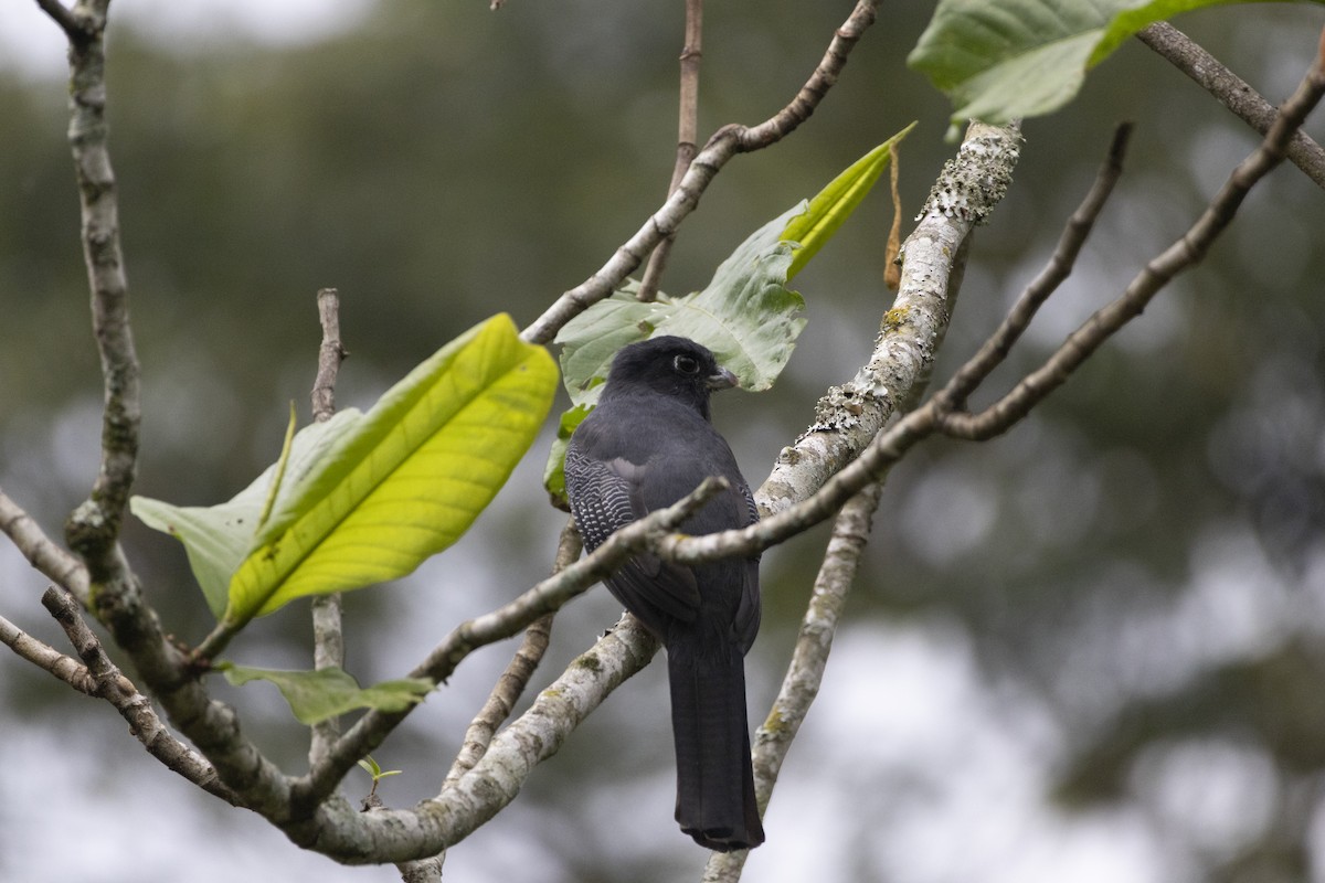 Trogon surucua - ML641135142