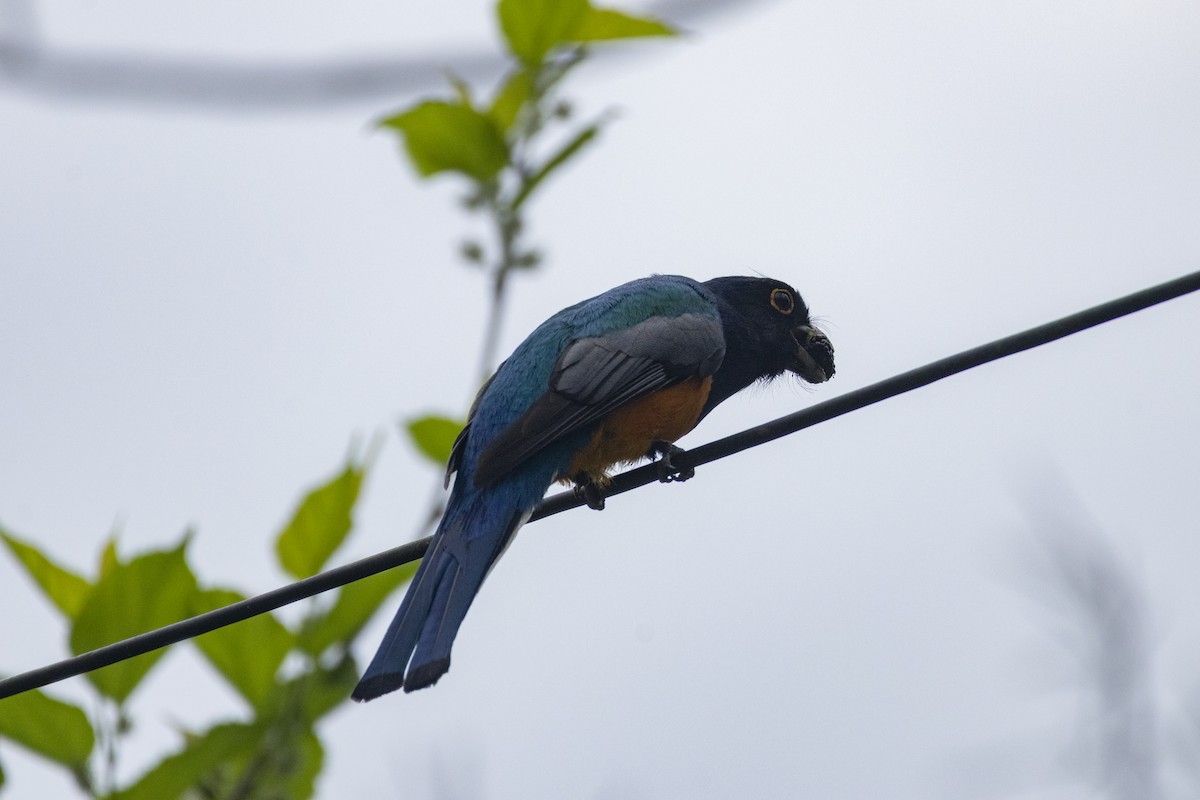 Trogon surucua - ML641135143