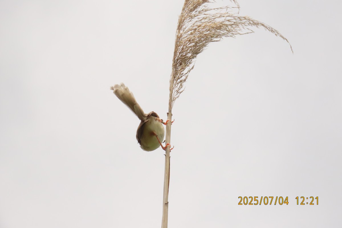 Schlichtprinie - ML641135157