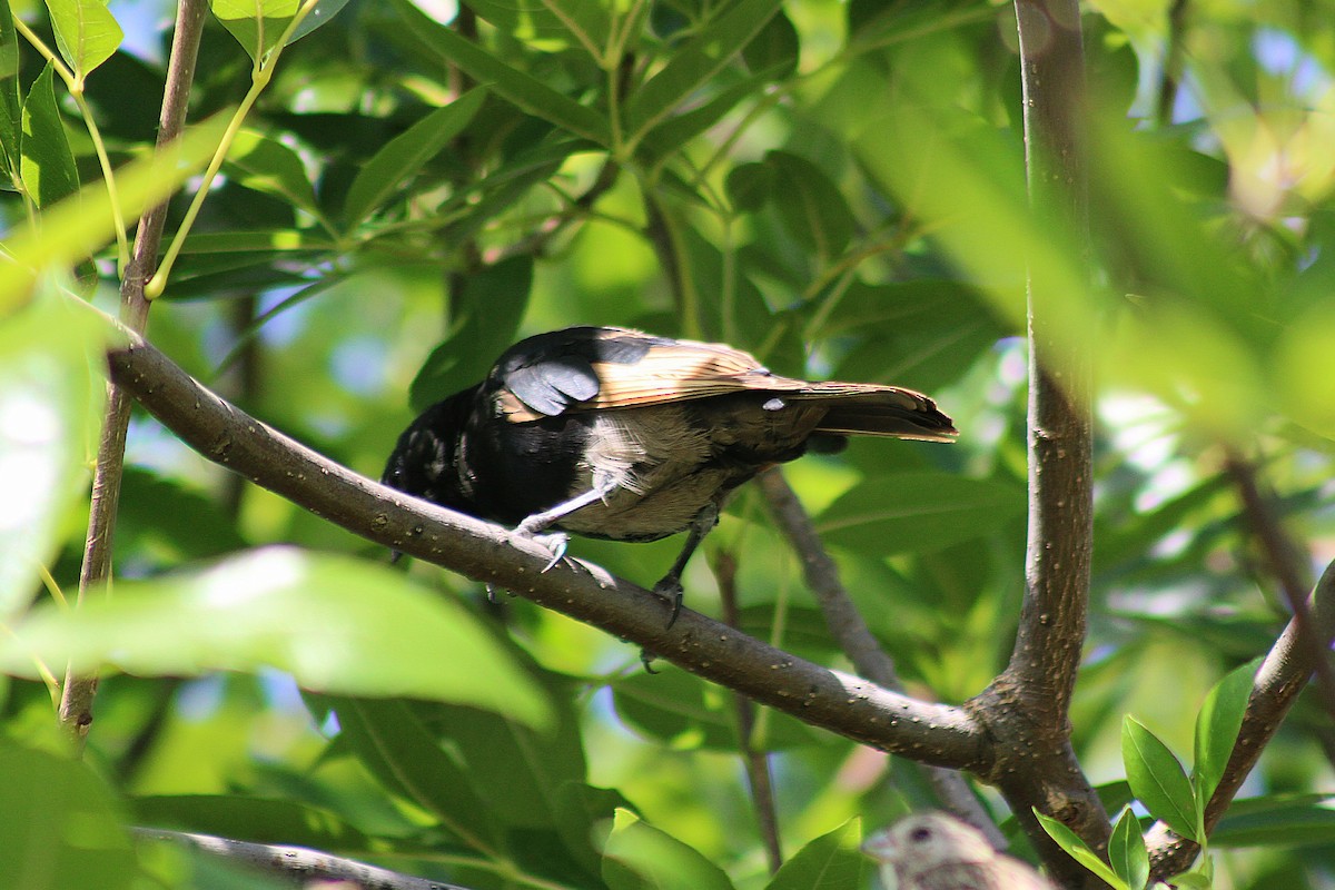 Screaming Cowbird - ML641135164