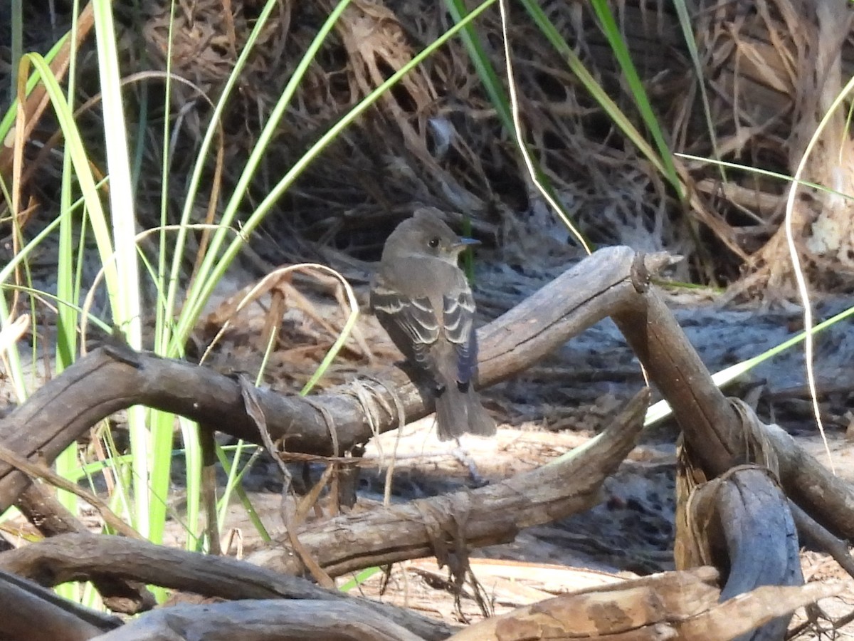 Western Wood-Pewee - ML641135175