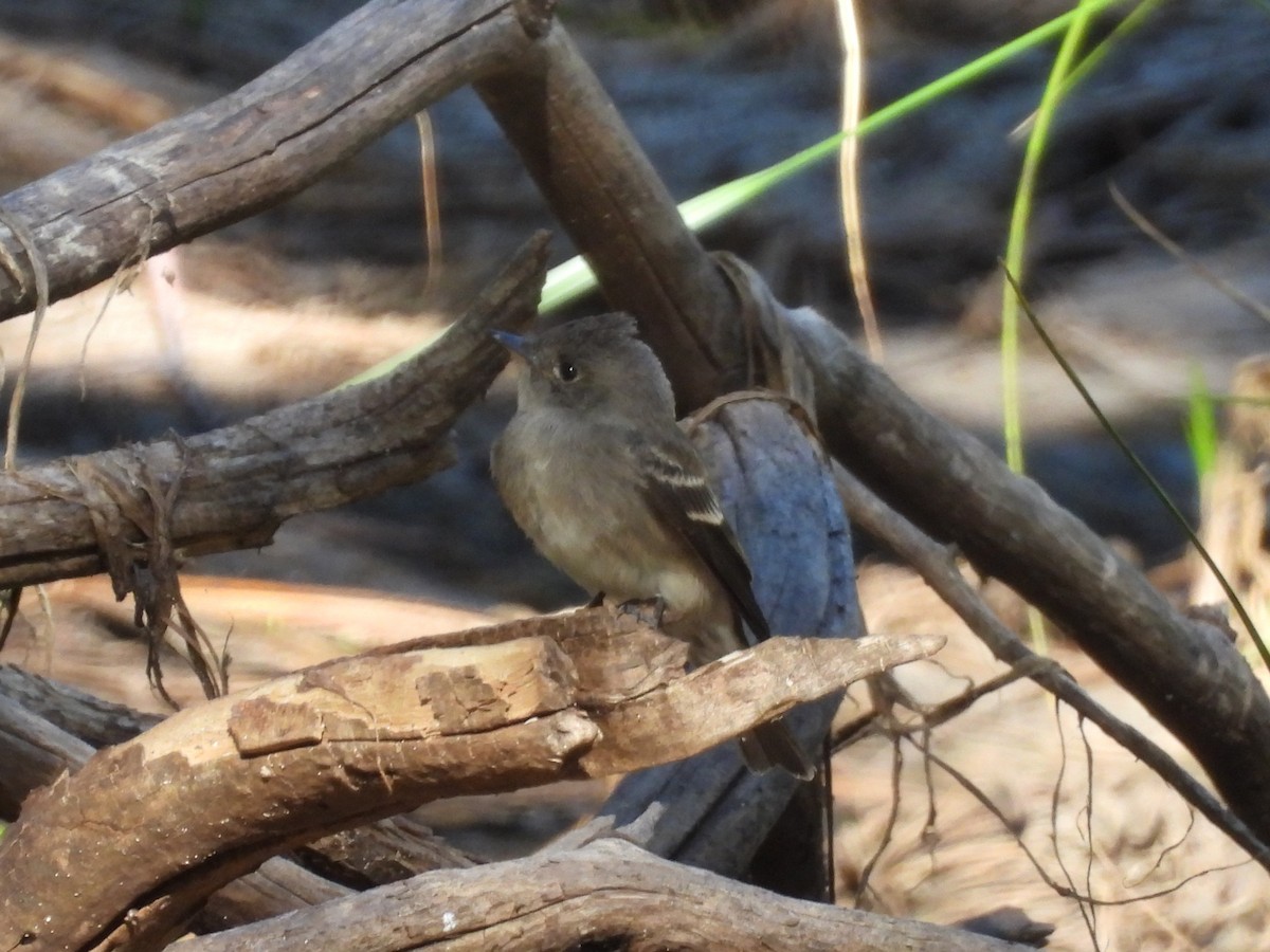 Western Wood-Pewee - ML641135176