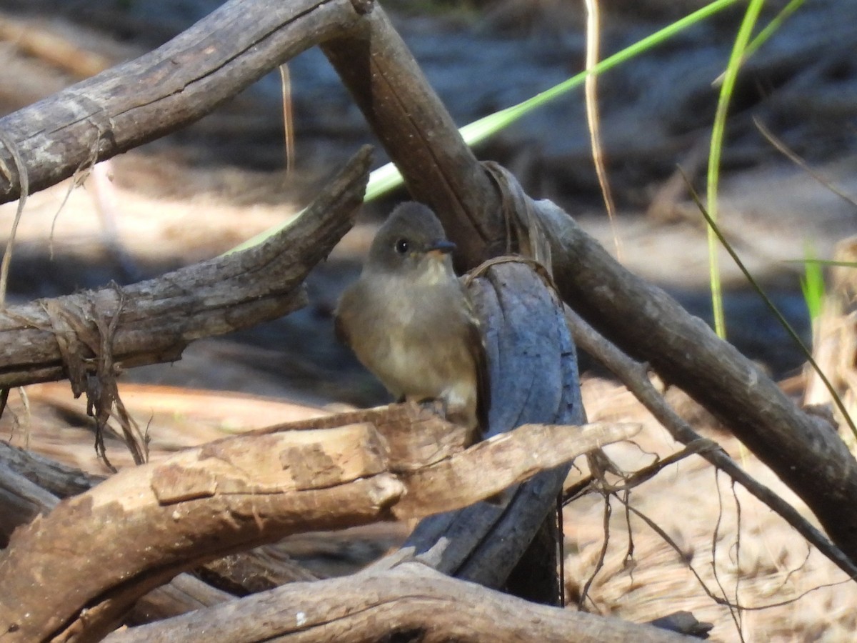Western Wood-Pewee - ML641135177