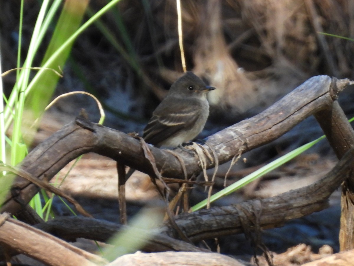 Western Wood-Pewee - ML641135178