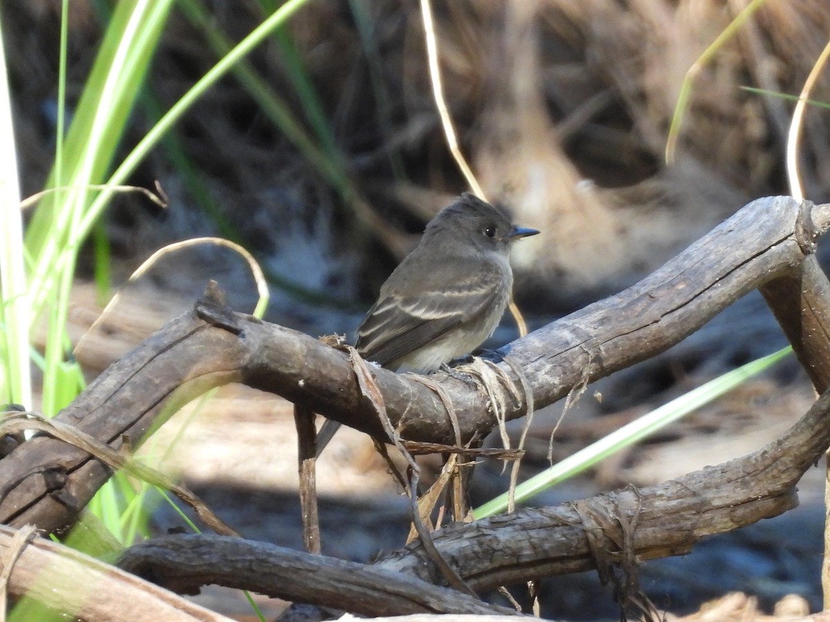 Western Wood-Pewee - ML641135179