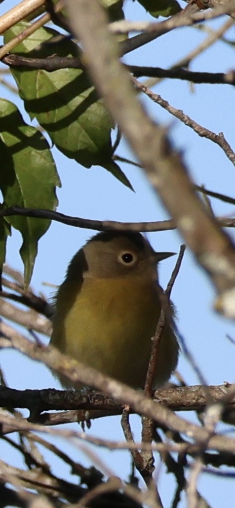 Nashville Warbler - ML641135196
