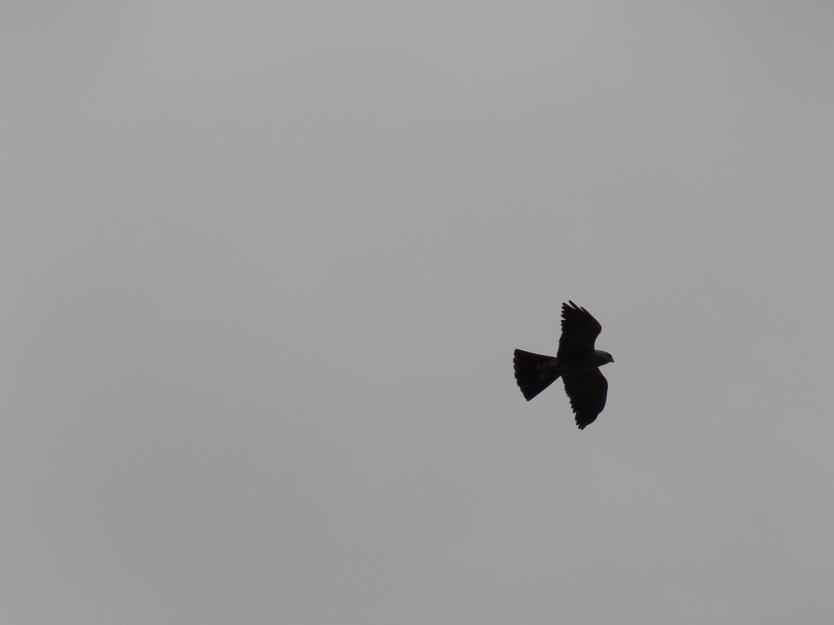 Mississippi Kite - ML641135200