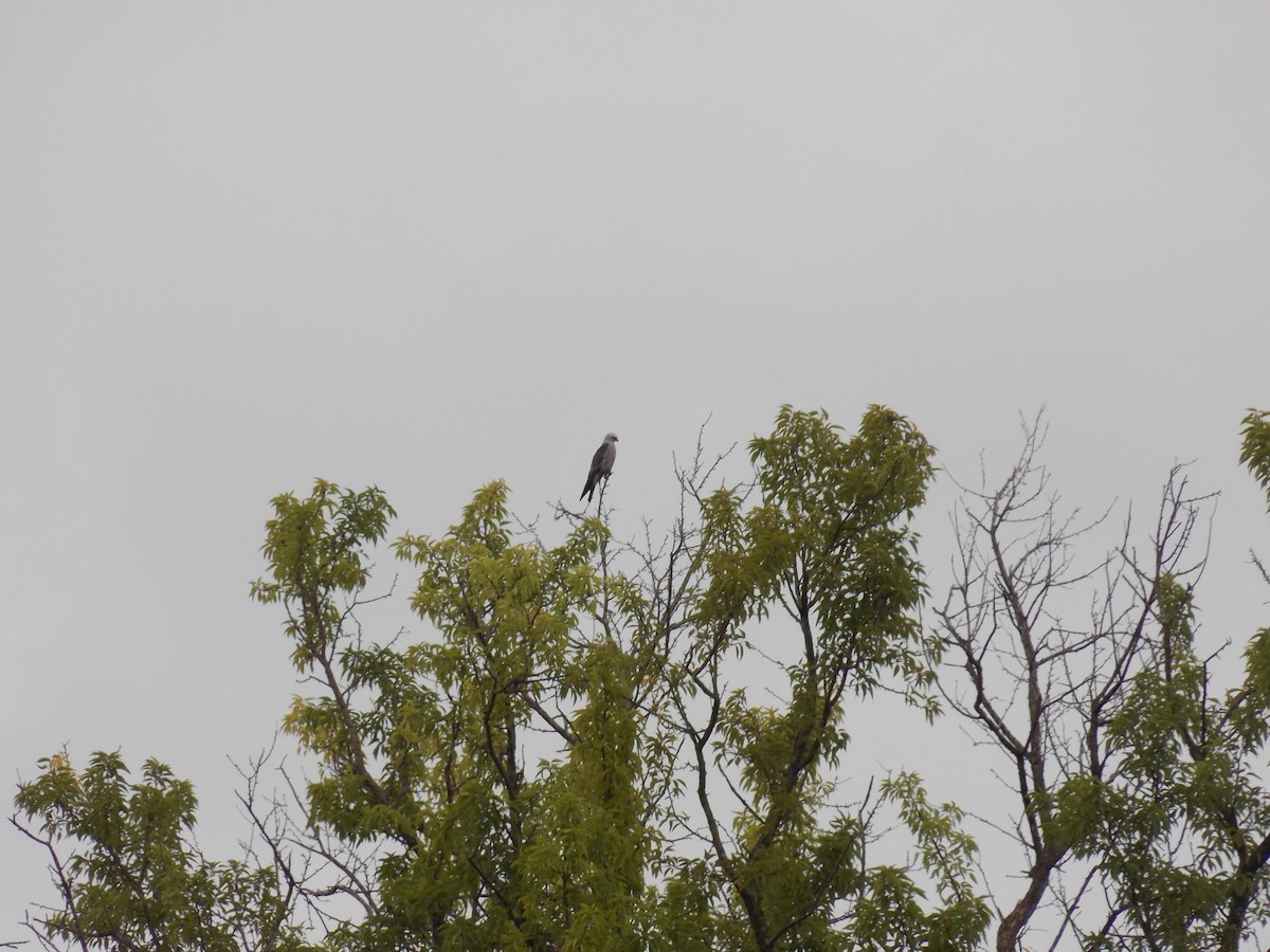 Mississippi Kite - ML641135204