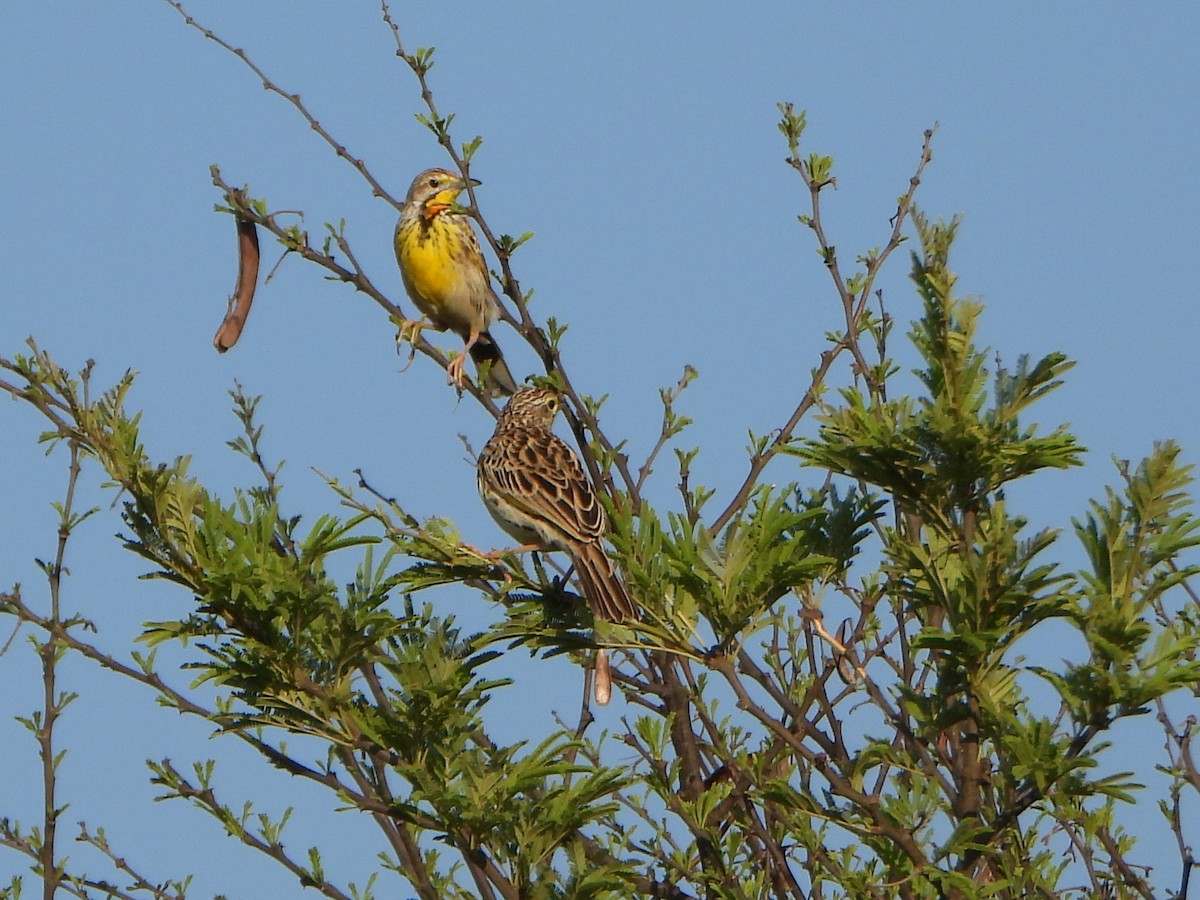 Pangani Longclaw - ML641135207