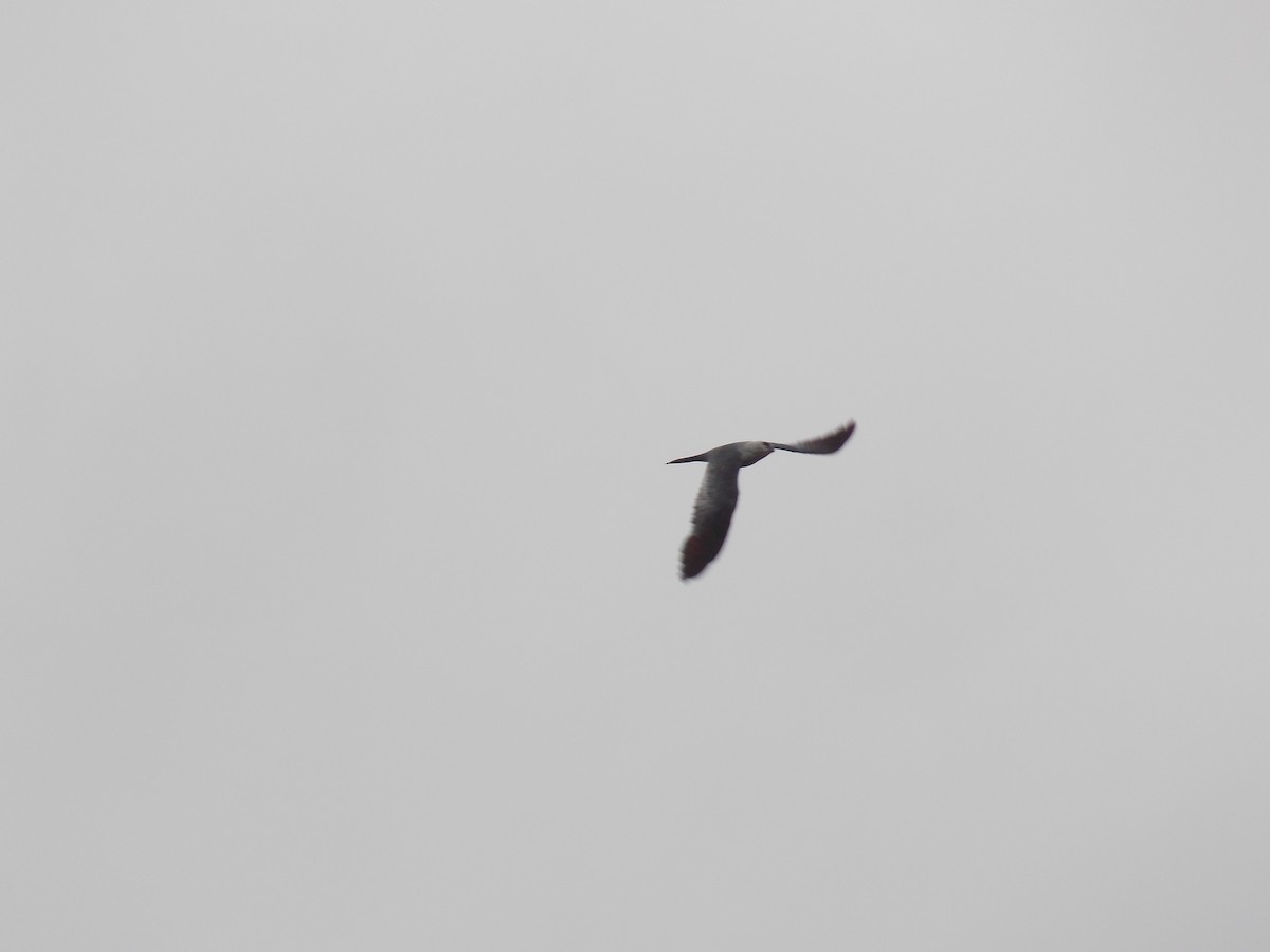 Mississippi Kite - ML641135208