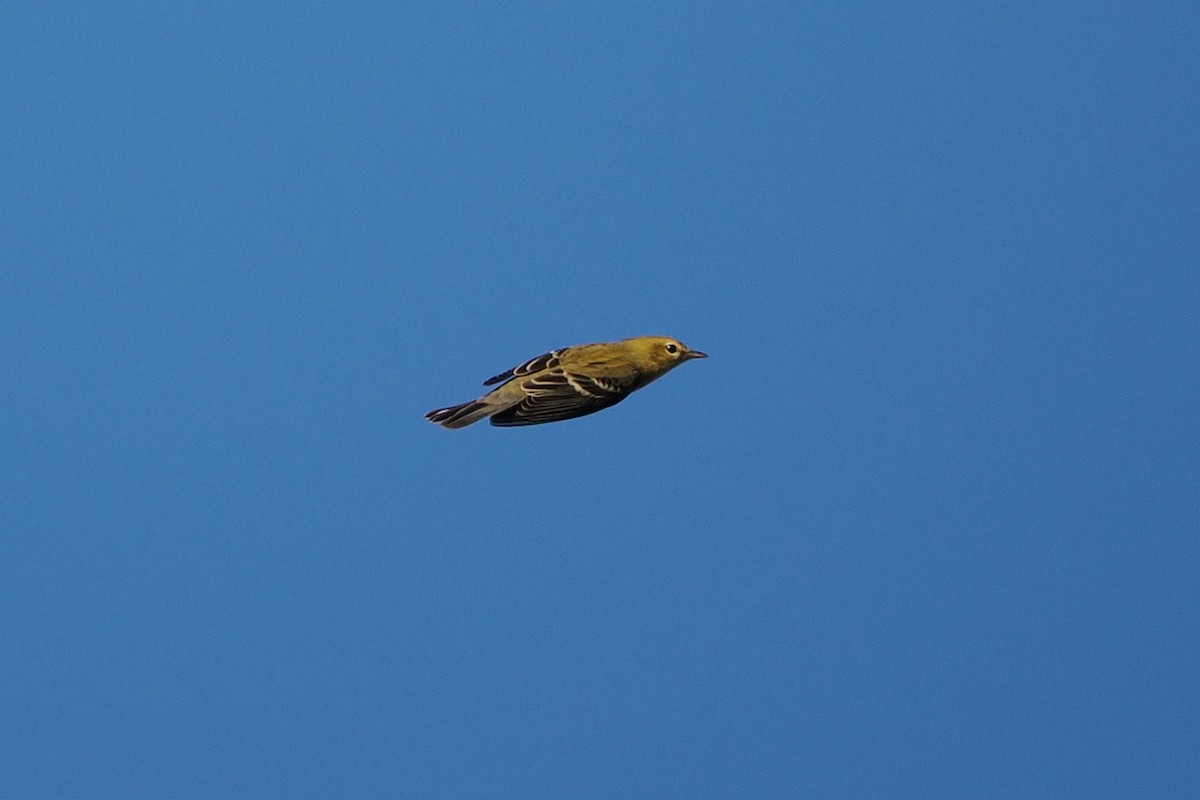 Blackpoll Warbler - ML641135222