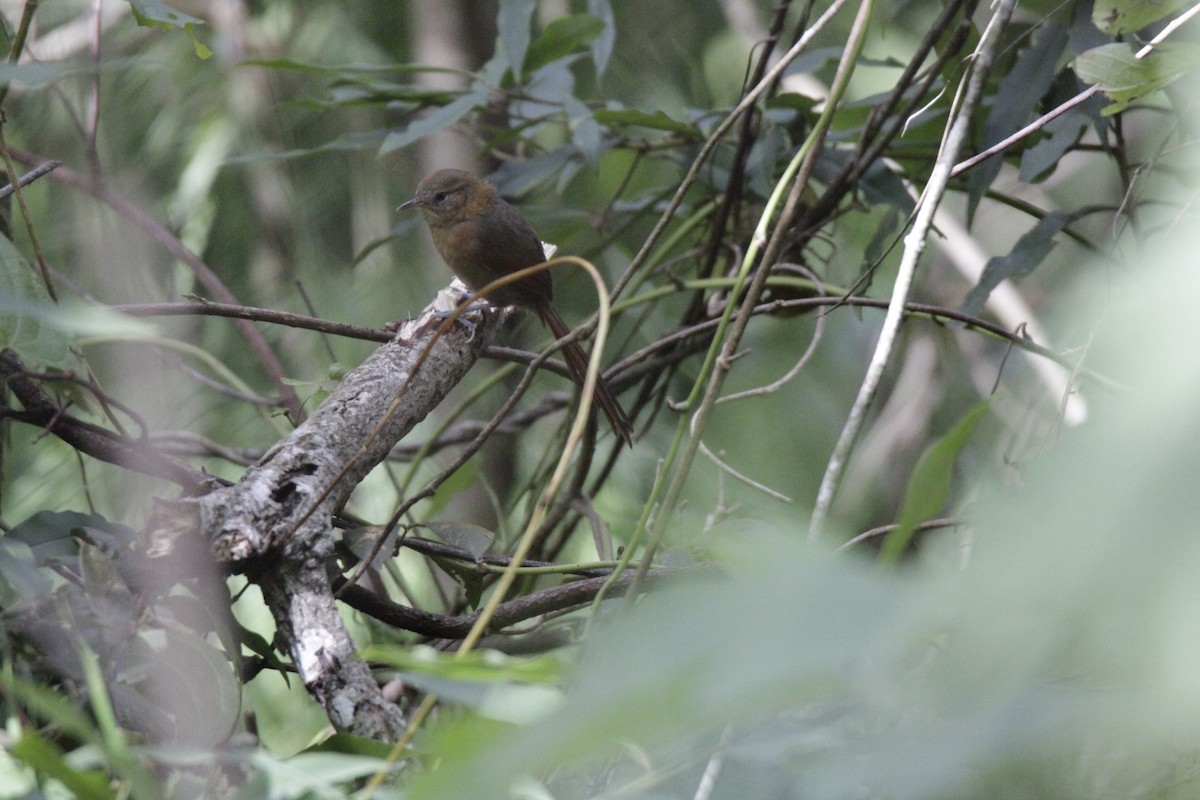 Rusty-headed Spinetail - ML641135225