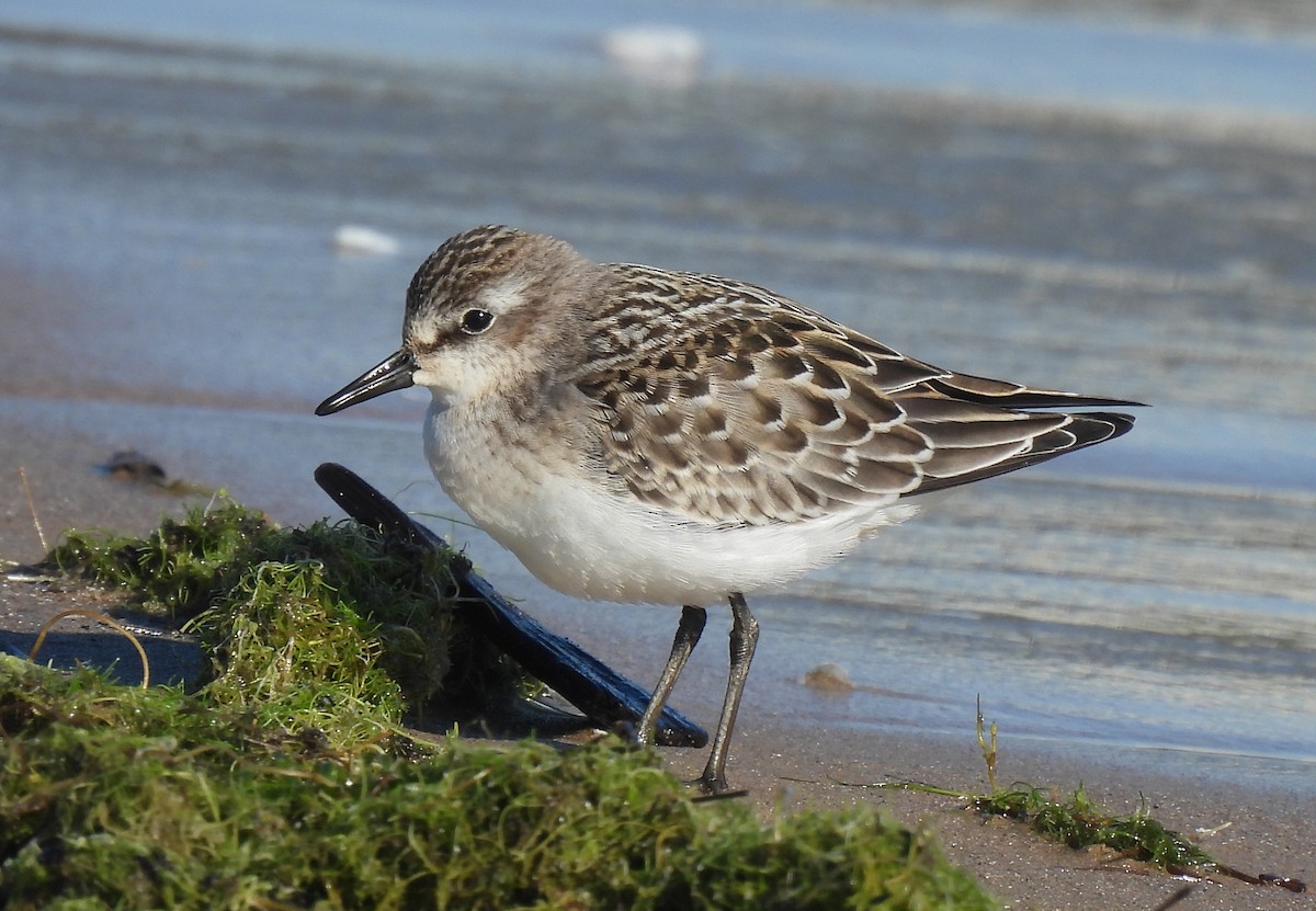 Semipalmated Sandpiper - ML641135254