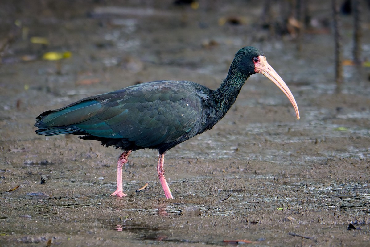 Bare-faced Ibis - ML641135334