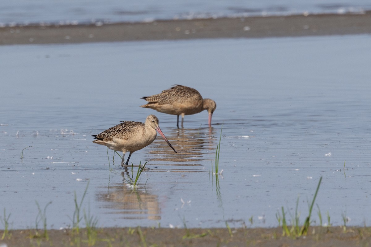 Marbled Godwit - ML641135342