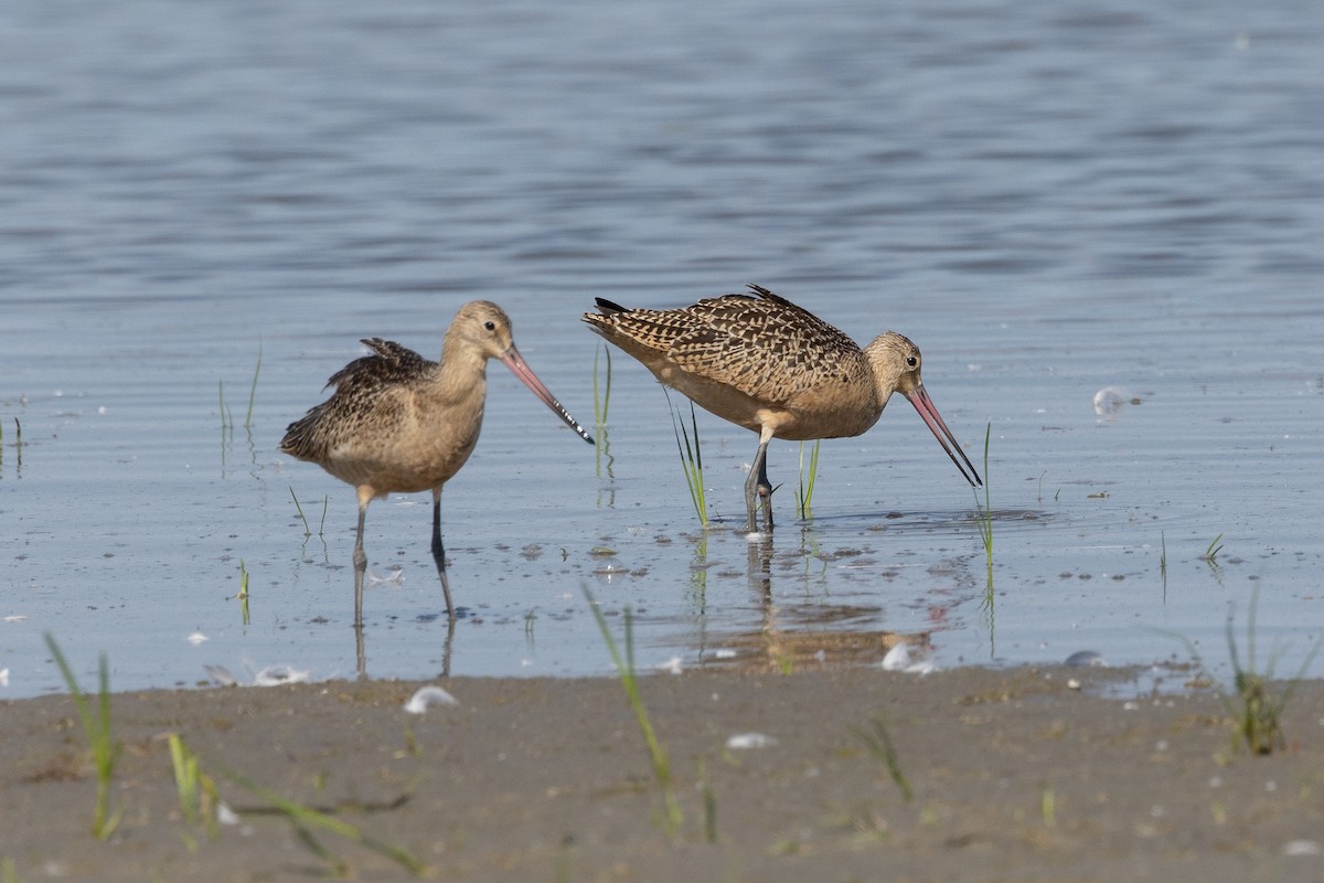 Marbled Godwit - ML641135345