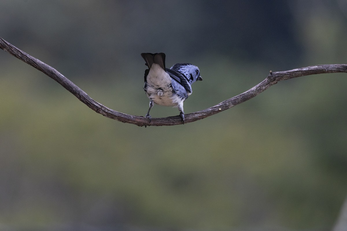 White-bellied Tanager - ML641135380