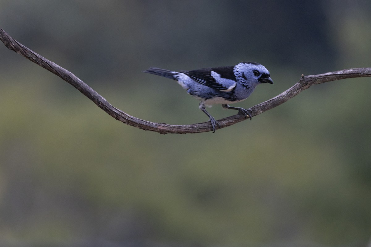 White-bellied Tanager - ML641135381