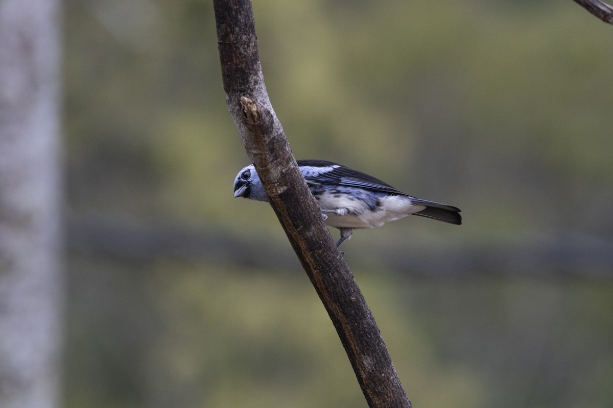 White-bellied Tanager - ML641135382