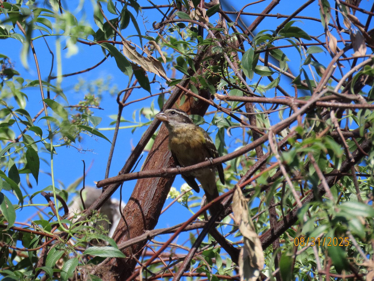 Black-headed Grosbeak - ML641135387