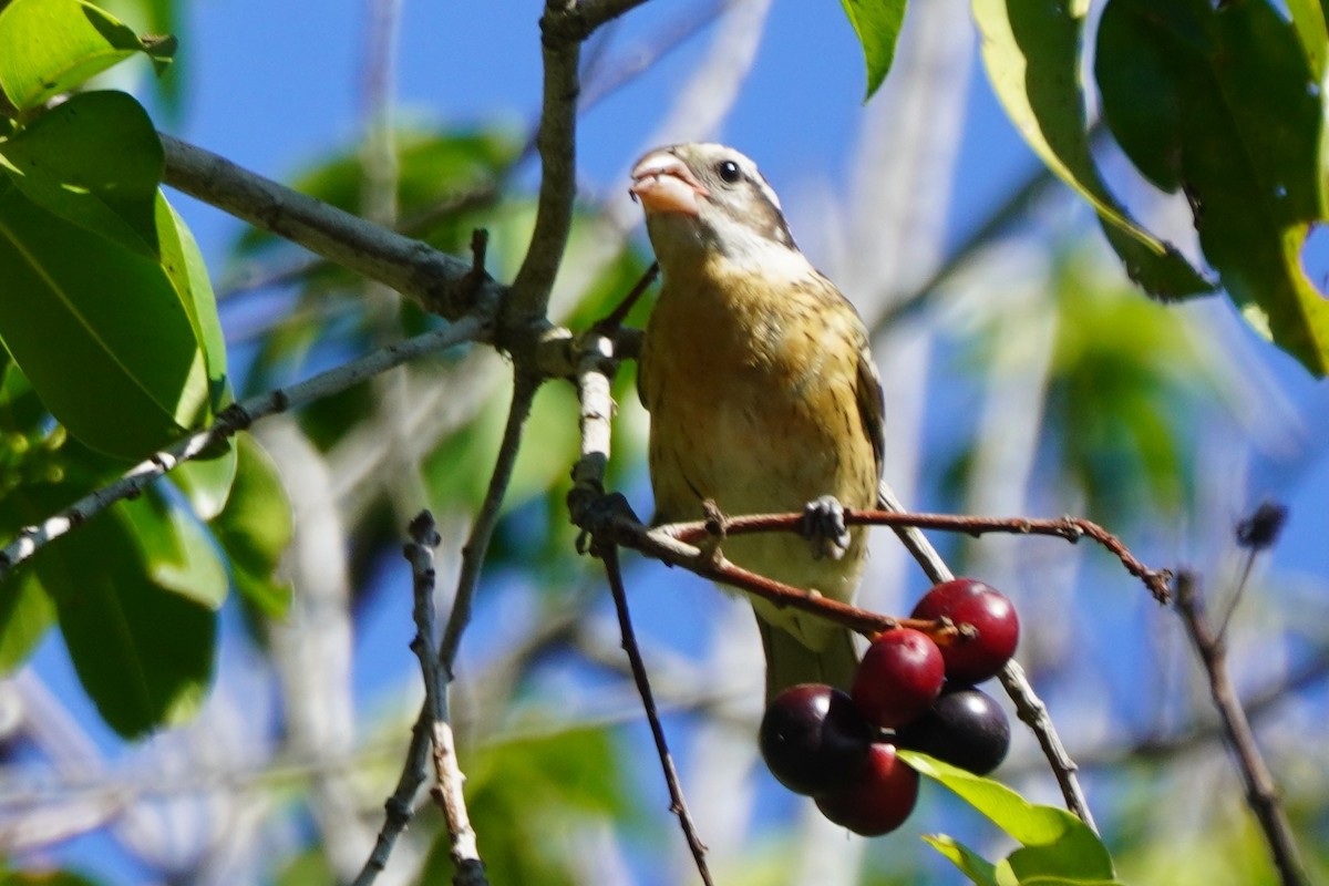 Black-headed Grosbeak - ML641135404