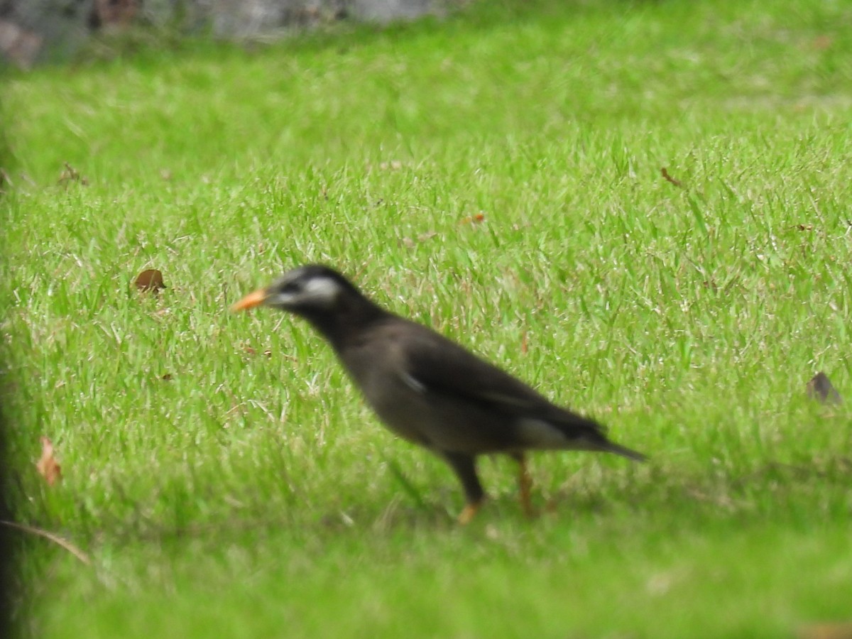 White-cheeked Starling - ML641135426