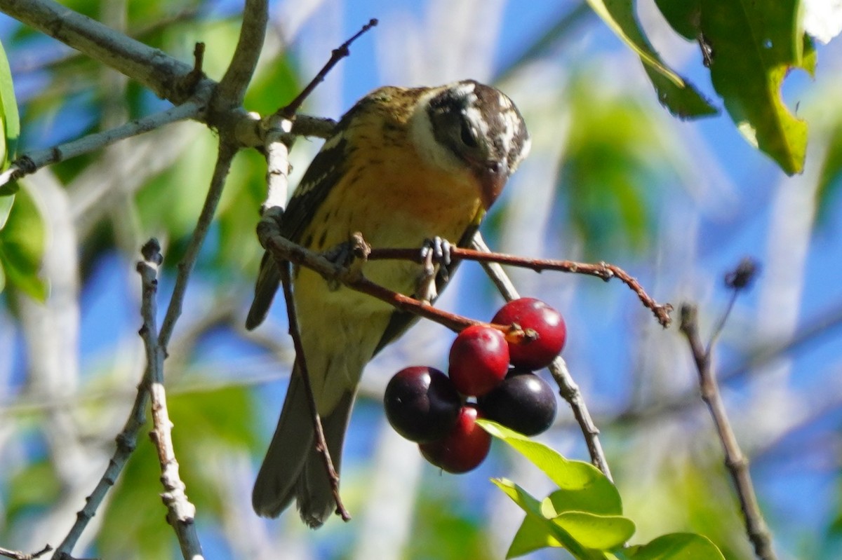 Black-headed Grosbeak - ML641135427