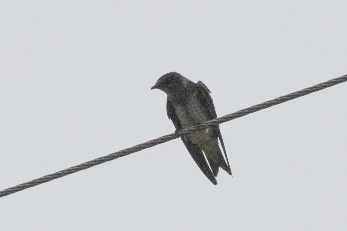 Purple Martin - ML641135428