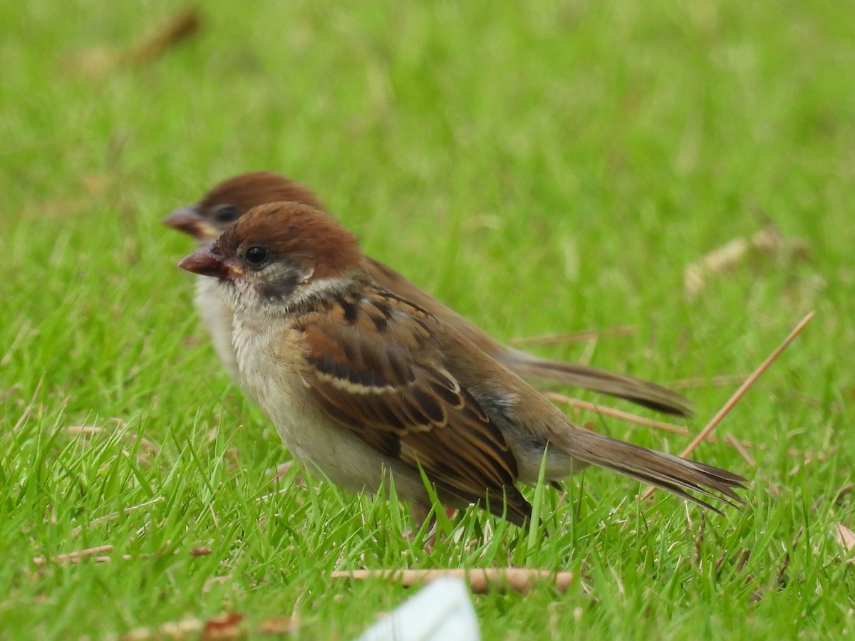 Eurasian Tree Sparrow - ML641135434