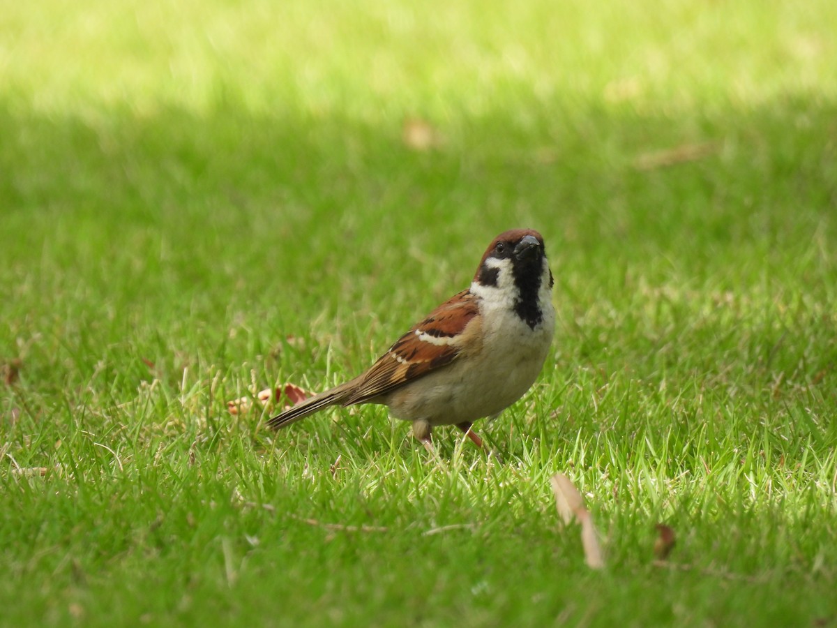 Eurasian Tree Sparrow - ML641135435
