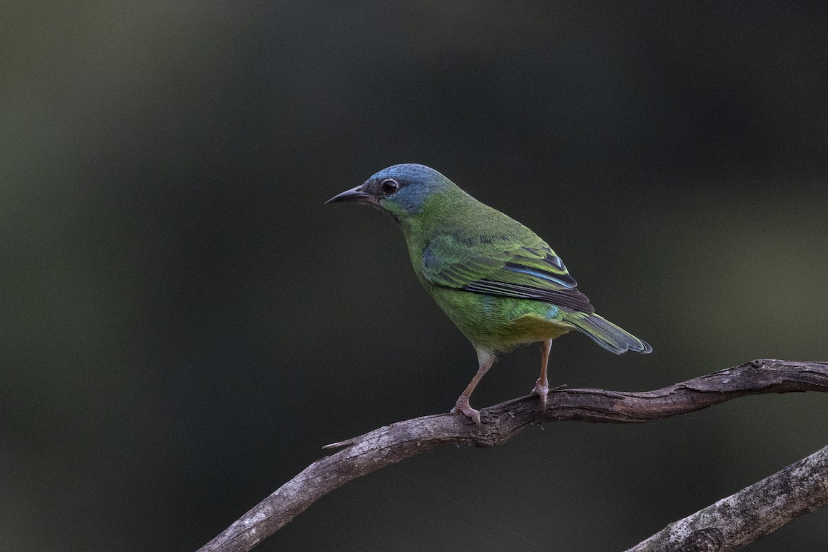 Dacnis bleu - ML641135466