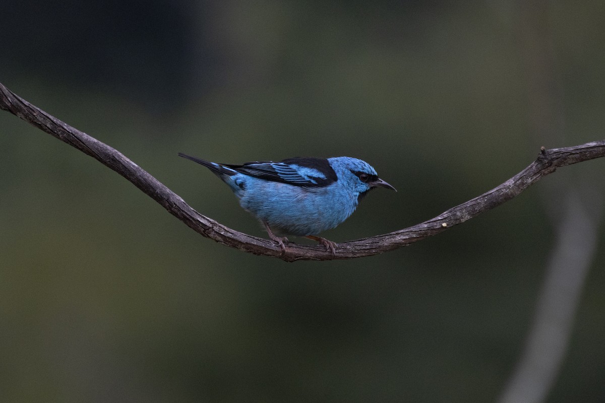 Dacnis bleu - ML641135467