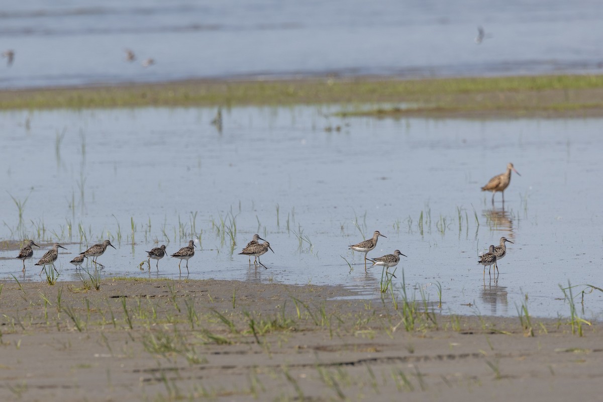Stilt Sandpiper - ML641135470