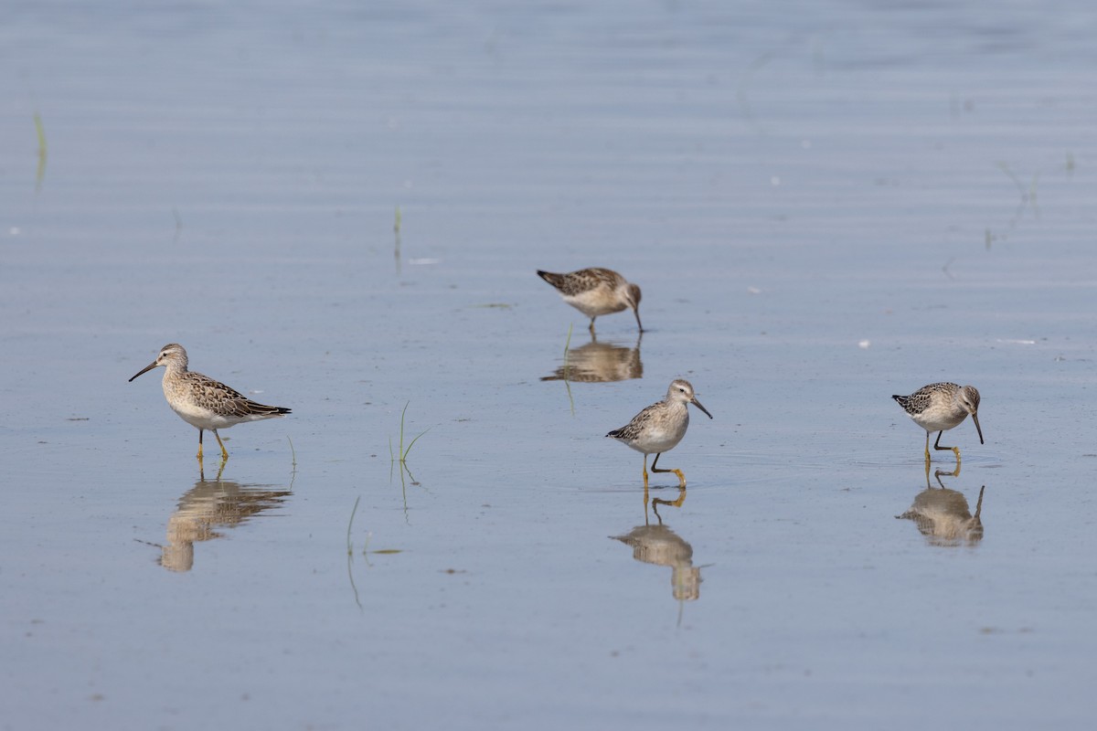 Stilt Sandpiper - ML641135471