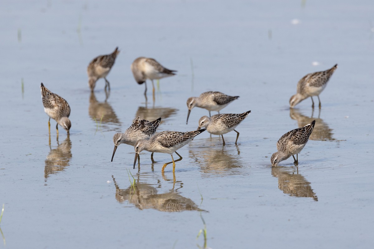 Stilt Sandpiper - ML641135472